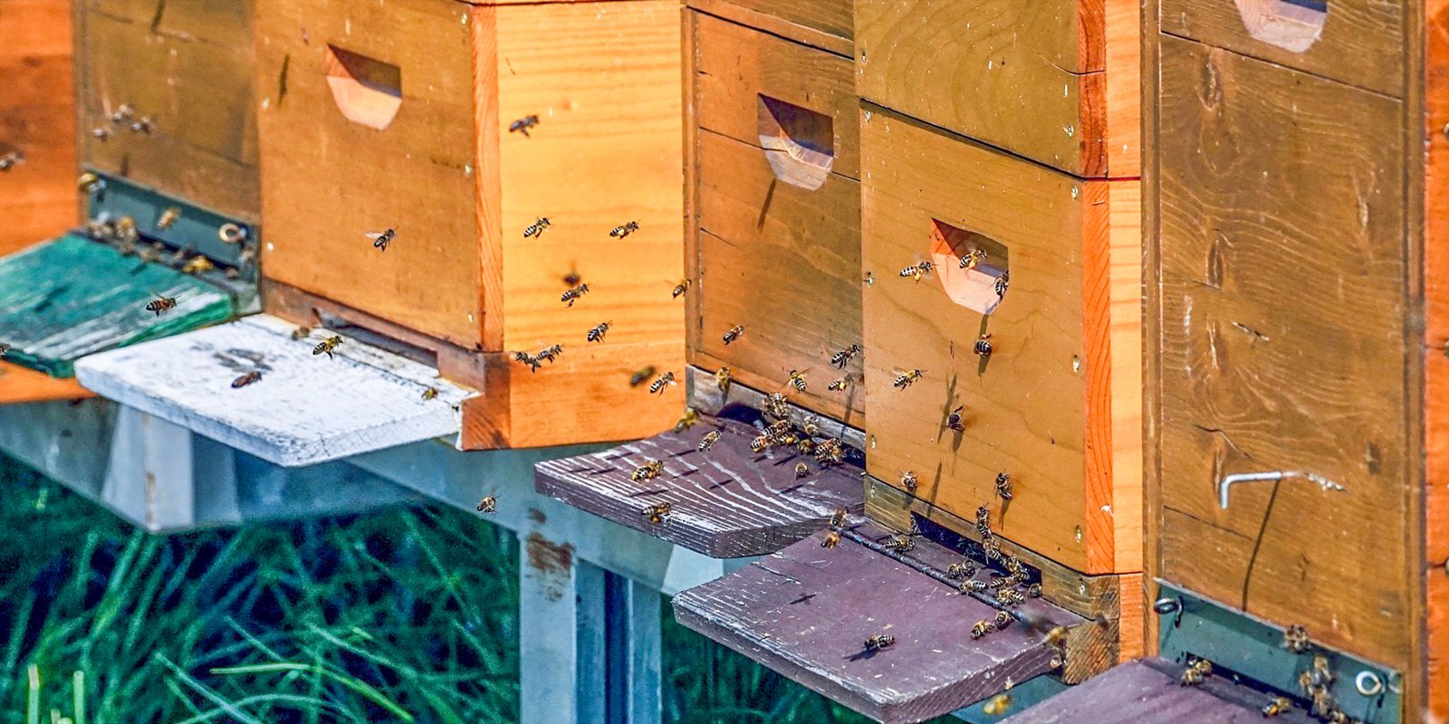 Honey in Versilia
