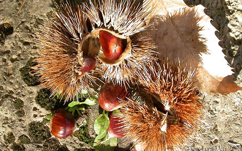 The typical products of Tuscany