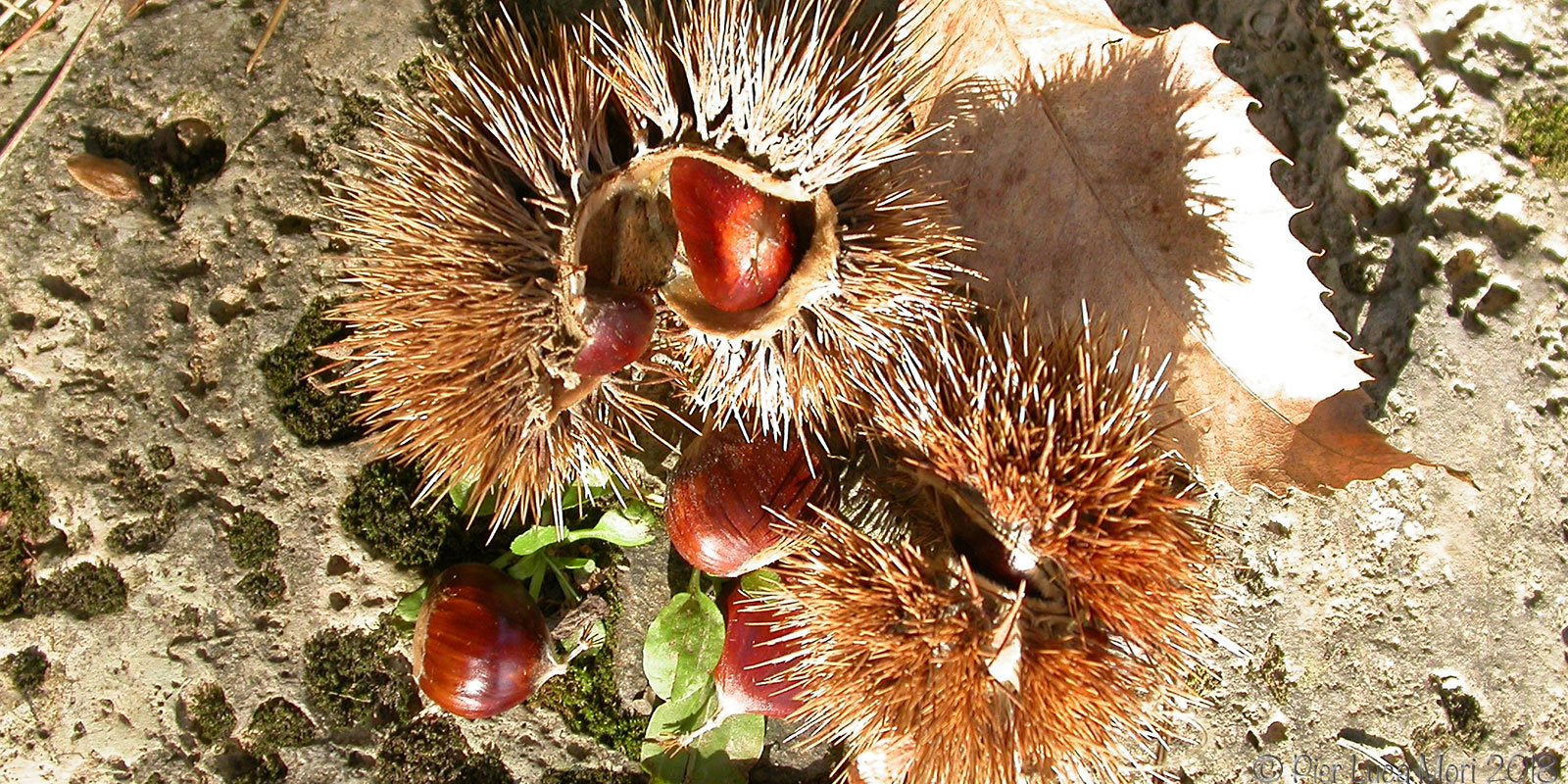 The typical products of Tuscany