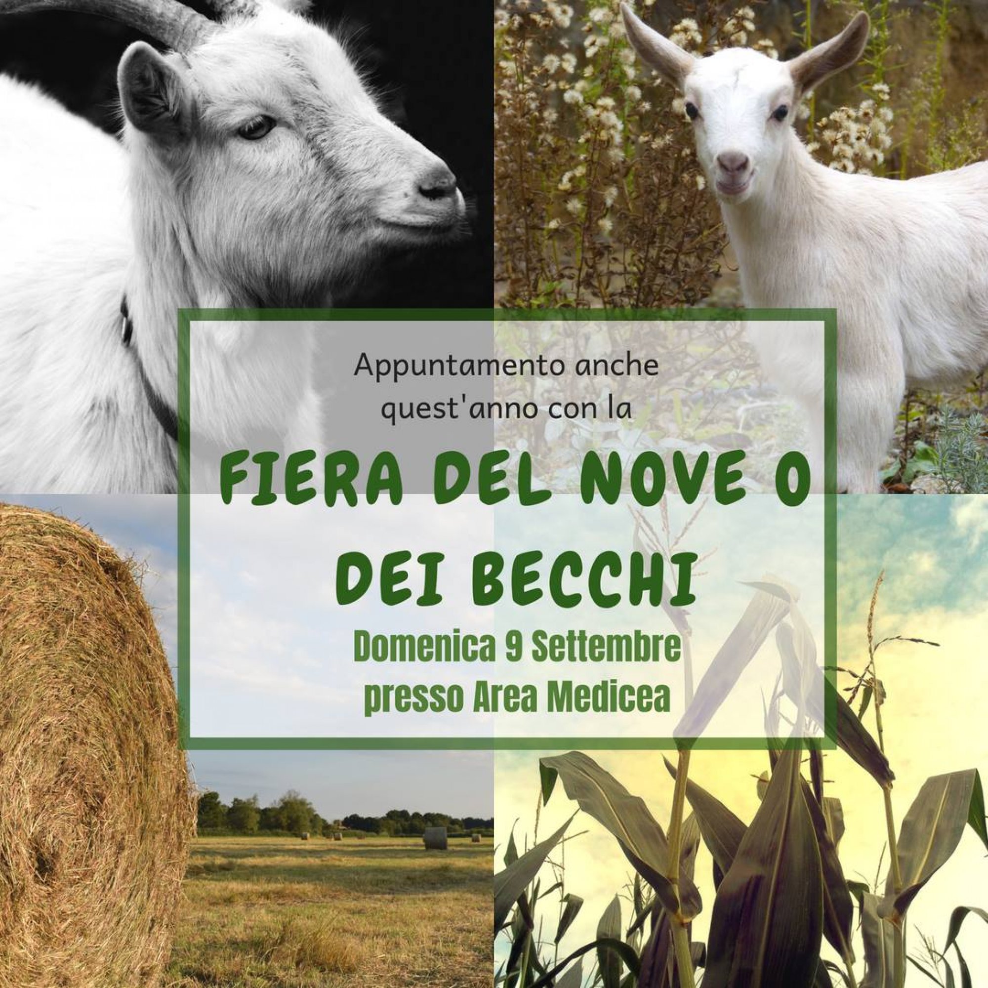 Fiera del Nove o dei Becchi 2018