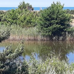 Lecciona dunes