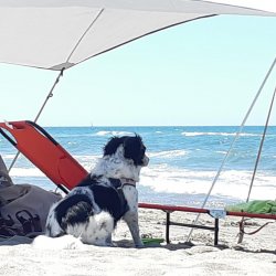 Lecciona, free beach with dogs