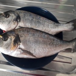 Pesce fresco a casa tua in versilia