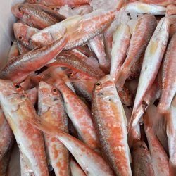 Pesce Pesca Campagna Amica a Viareggio